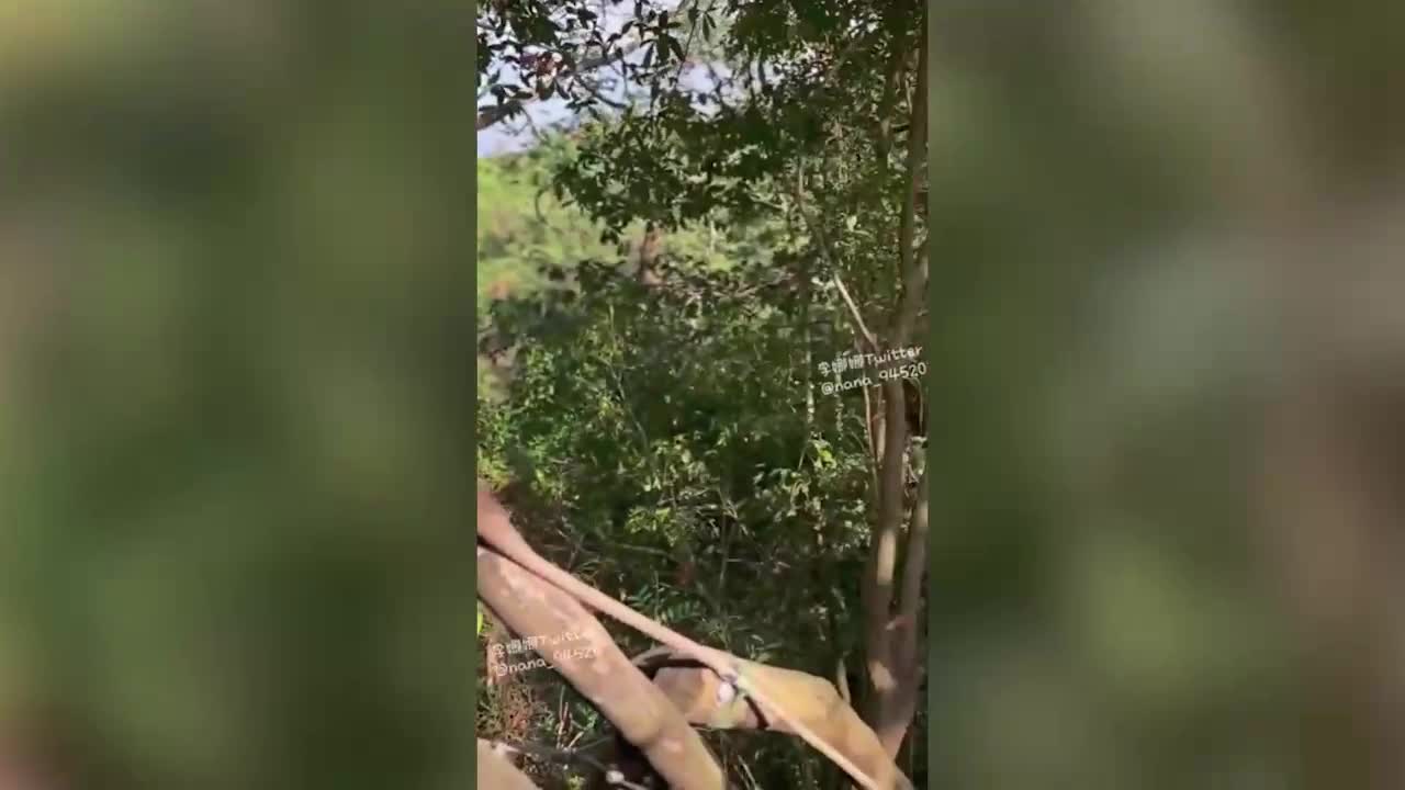 FansOne李娜娜戶外爬山被男子強迫做羞恥的事情爆乳妹穿著瑜伽褲爬山被強制猥褻得逞 - AV大平台 - 中文字幕，成人影片，AV，國產，線上看